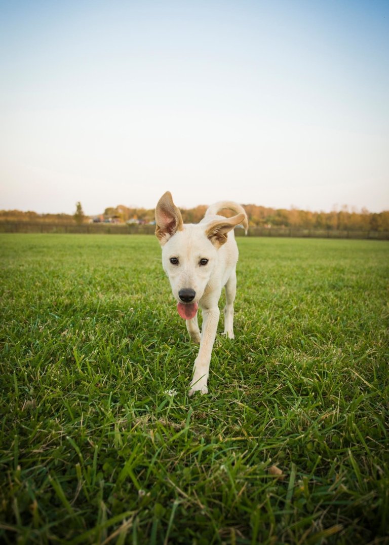 Blonde dog in a green grass field