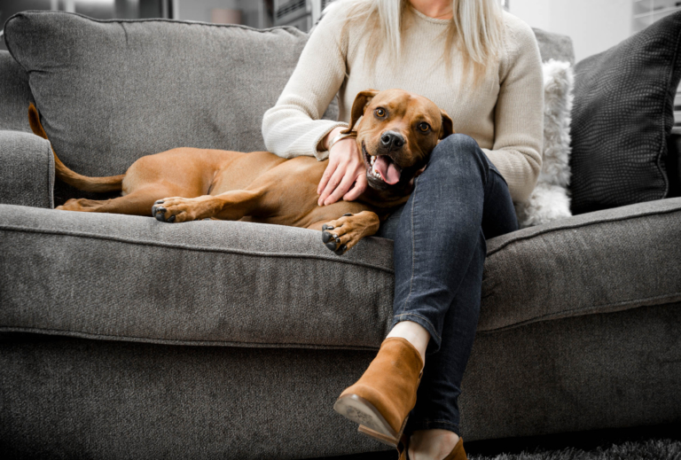 A happy dog on her owners lap - Denver lifestyle photography
