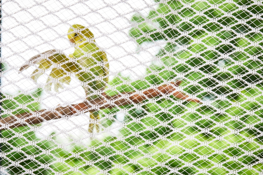 a bird on a branch