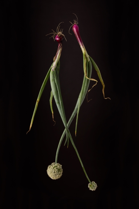 a onion and onion from a plant