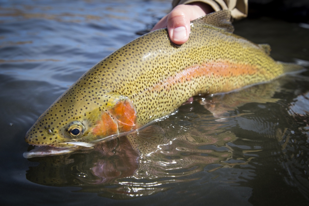Close-up of fish in a clear, flowing river, captured in natural light for outdoor adventure and wildlife photography by OMS Photography