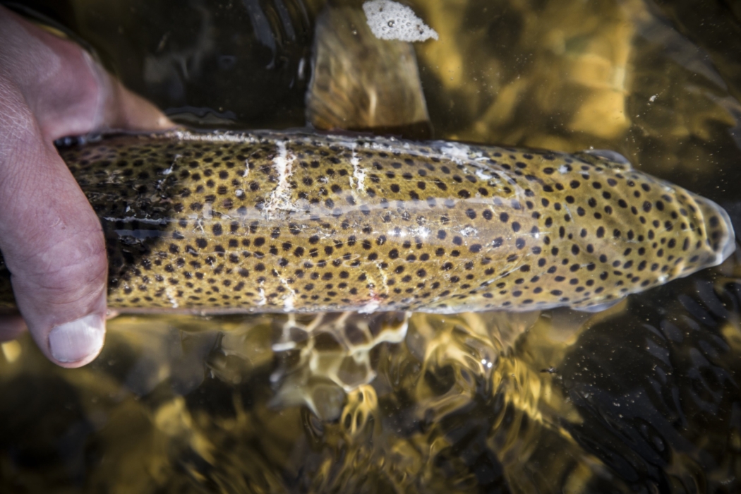 Close-up of fish in a clear, flowing river, captured in natural light for outdoor adventure and wildlife photography by OMS Photography