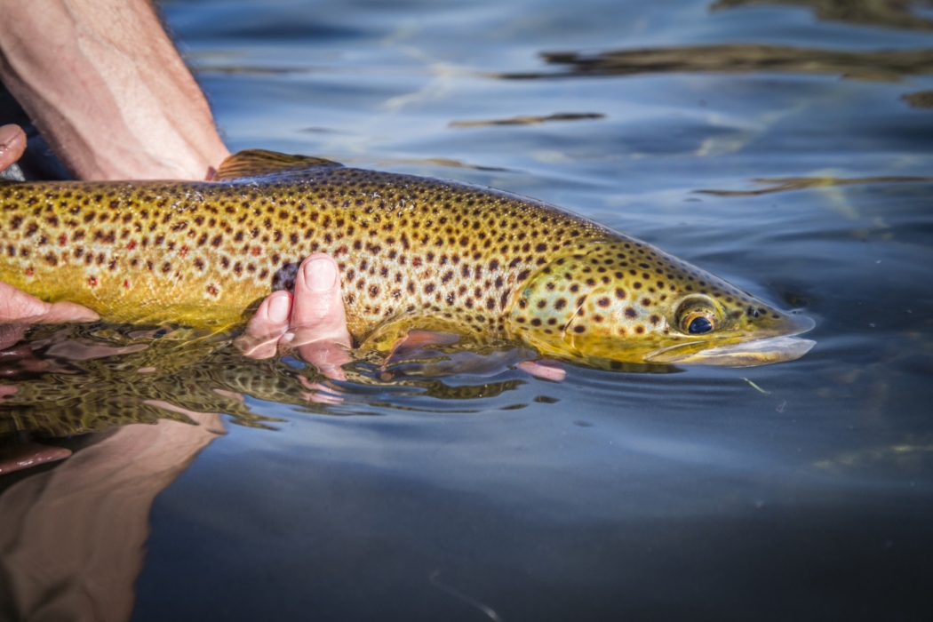 Close-up of fish in a clear, flowing river, captured in natural light for outdoor adventure and wildlife photography by OMS Photography