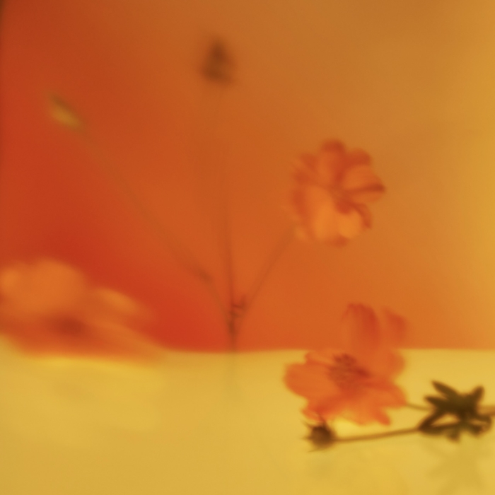 a blurry image of flowers