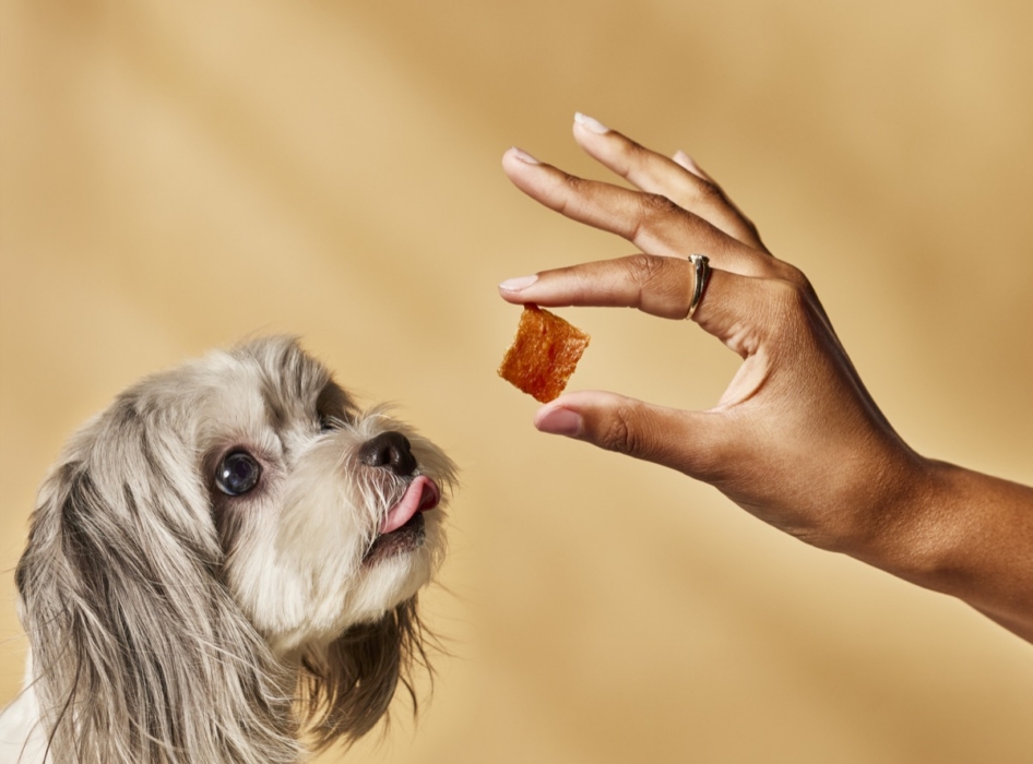 Shaggy gray dog reaching toward a small chicken bite treat held by a hand against a tan background