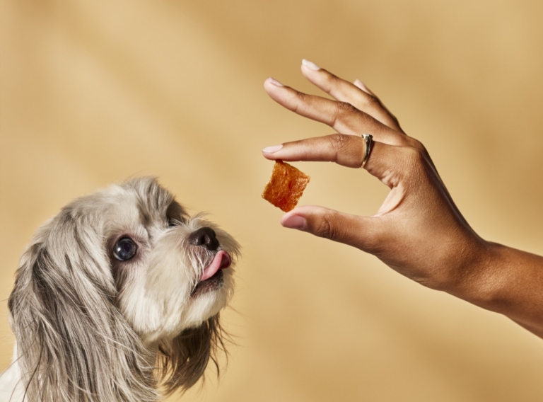 Dog reaching for a chicken bite treat